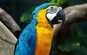 parrot-1218241__340